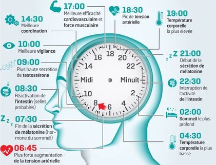 Nutrition et horloges biologiques 